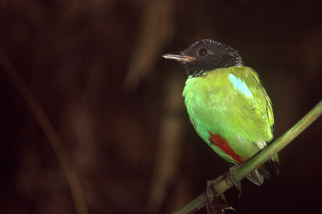 Hooded Pitta