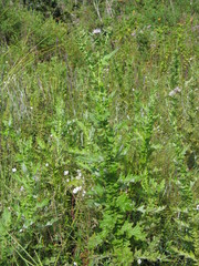 Cirsium buchwaldii