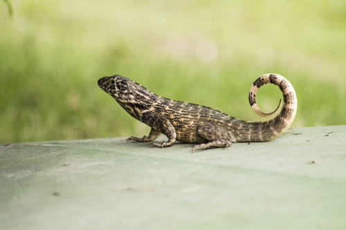 Northern Curly-tailed Lizard