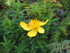 Hypericum revolutum