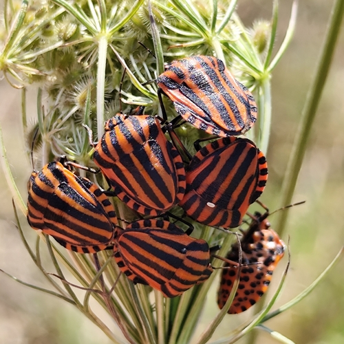 European Striped Shield Bug