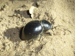 Ocnodes