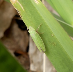 Draeculacephala constricta