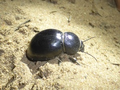 Ocnodes