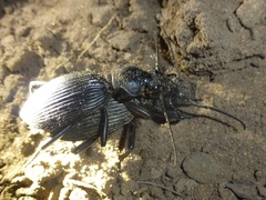 Anthiinae