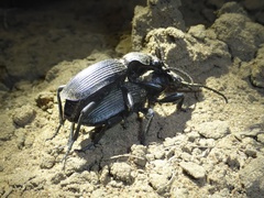 Anthiinae