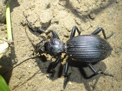 Anthiinae