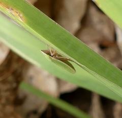 Draeculacephala constricta