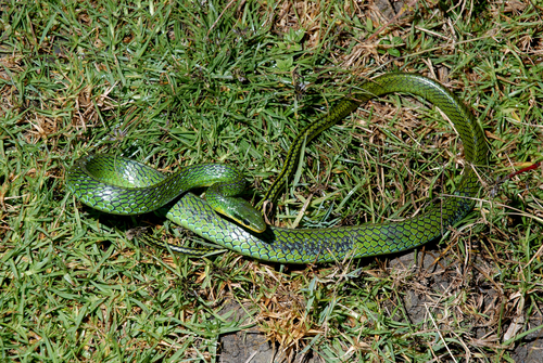 Photo of a Mountain Sipo (Chironius monticola)