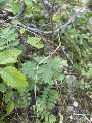 Tanacetum poteriifolium, photograph (c) Илья Руденко, some rights reserved (CC BY)
