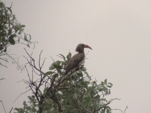 iNaturalist image