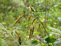 Carex mossii