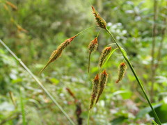 Carex mossii