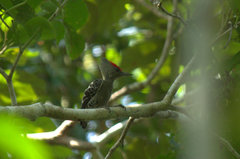 Hemicircus concretus