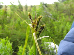 Carex mossii