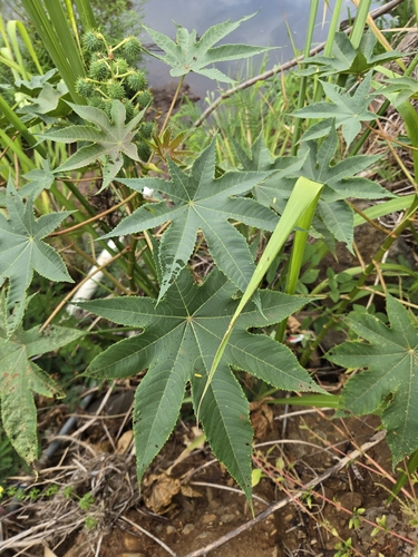 Ricinus communis observed 2026-08-05