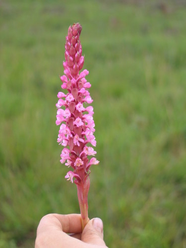 Satyrium crassicaule