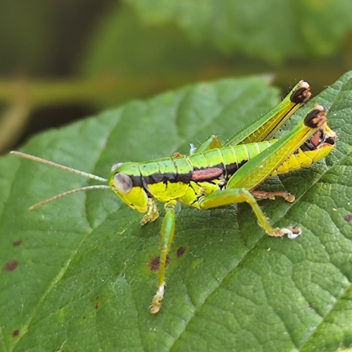 Cheating Mountain Grasshopper