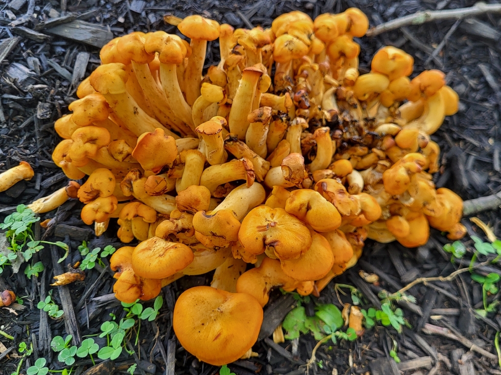 Eastern American jack-o'-lantern · August 2026 · photo: Photo: (c) Brandon McCracken, some rights reserved (CC BY) · iNaturalist