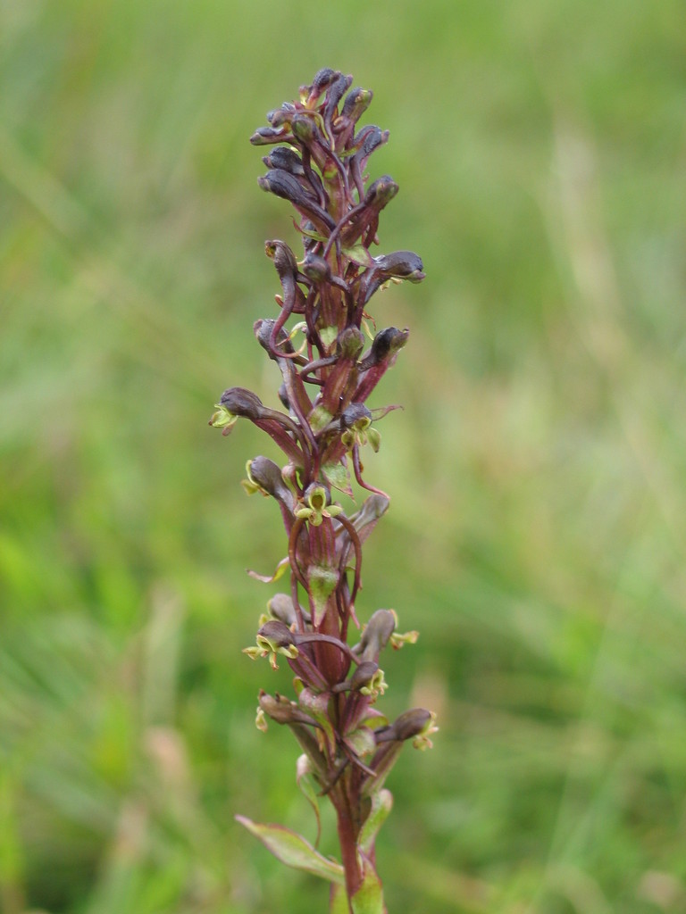 Satyrium riparium