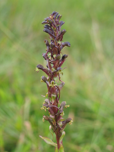 Satyrium riparium