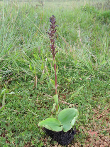 Satyrium riparium image