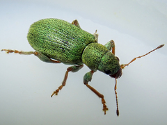 Pachyrhinus lethierryi