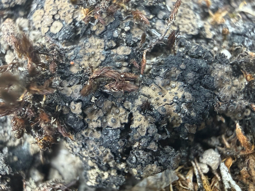 Scaly Stippled Lichen
