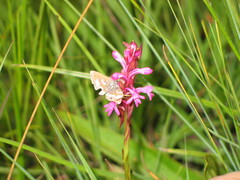 Satyrium princeae