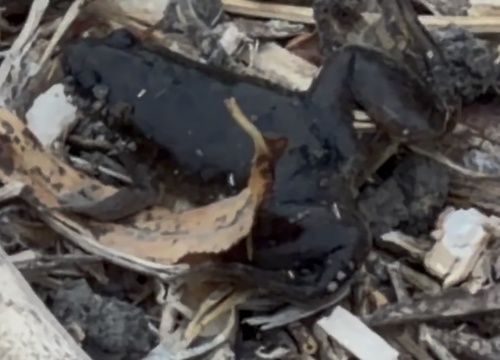 iNaturalist observation photo of African Clawed Frog