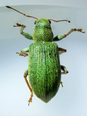 Pachyrhinus lethierryi