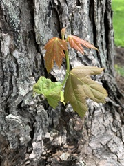 Acer