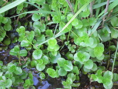 Lysimachia nummularia