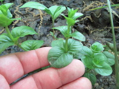 Lysimachia nummularia
