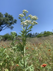 Hymenopappus artemisiifolius