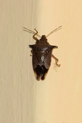 Eocanthecona