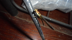 Heliocypha biforata