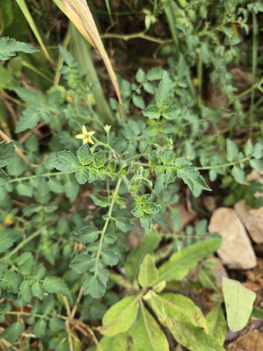 Solanum lycopersicum observed 2026-08-05