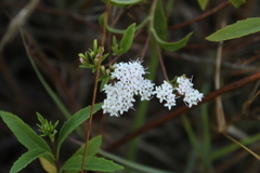 Stevia lucida