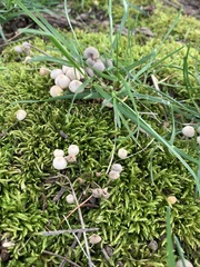 Fungi