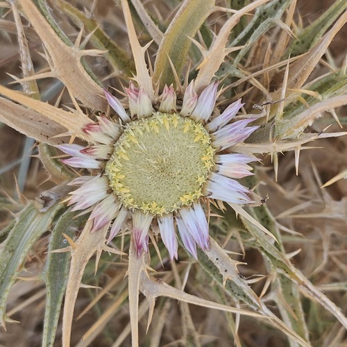 Carlina sicula mareotica