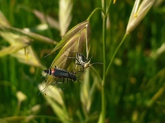 Malachius australis