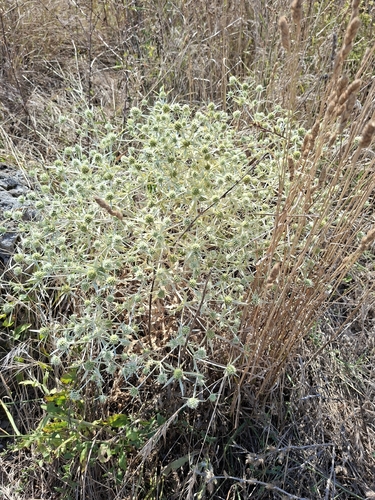 Field Eryngo