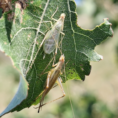 Italian Tree Cricket