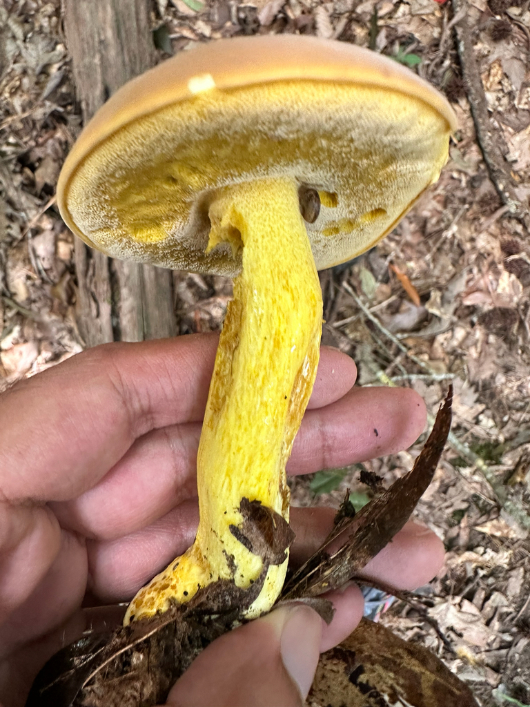 butter-foot bolete · August 2026 · photo: Photo: (c) Ashwin Srinivasan, some rights reserved (CC BY) · iNaturalist