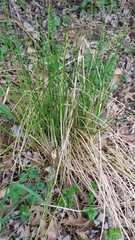 Juncus effusus conglomeratus