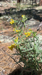 Lithospermum multiflorum, photograph (c) Lauren Vanier, some rights reserved (CC BY)