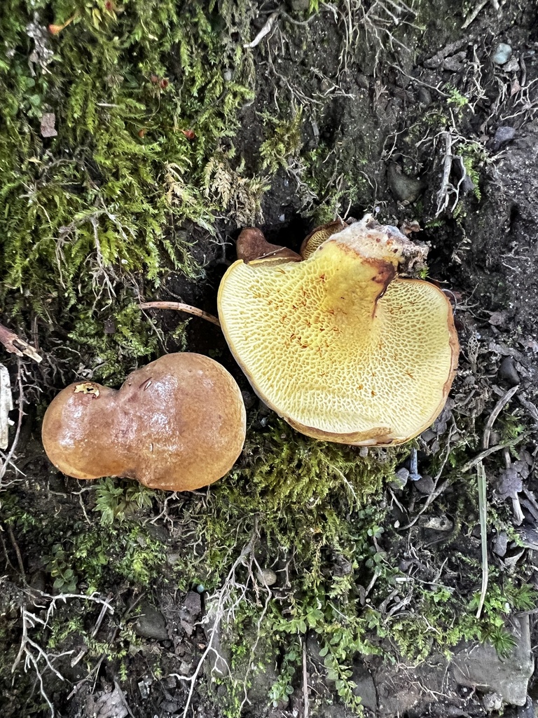 ash-tree bolete · August 2026 · photo: Photo: no rights reserved · iNaturalist