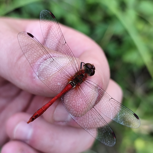 Ruddy Darter