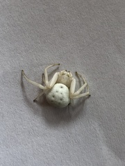Misumena vatia